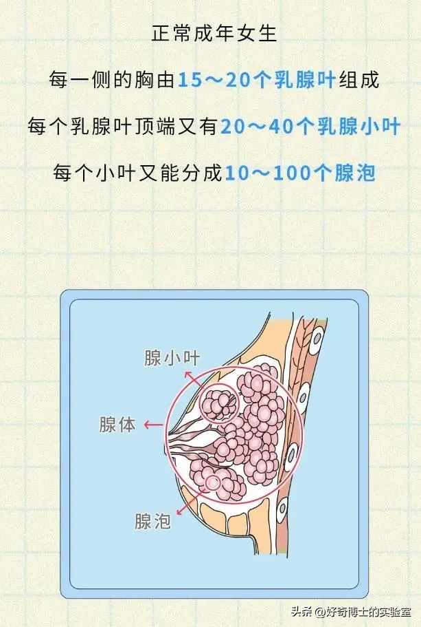 女人的胸部，为啥不能随便乱揉？
