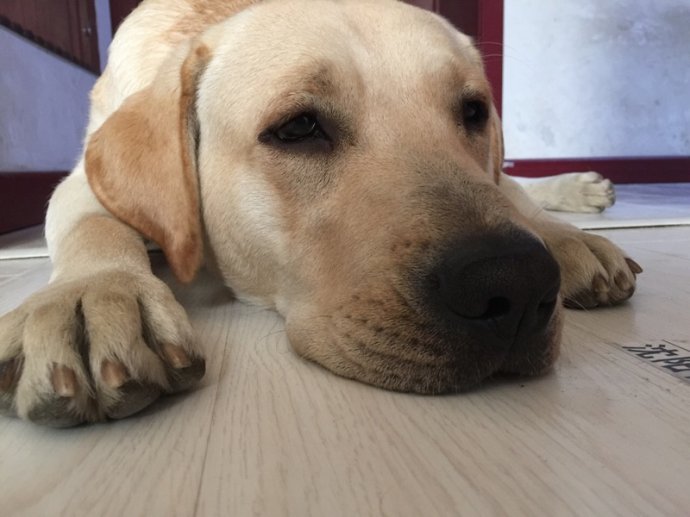 狗狗品种大全新手适合养什么狗呢,狗狗品种大全新手适合养什么狗