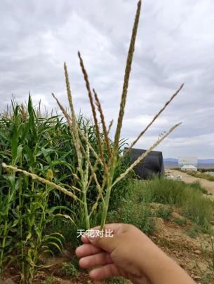 疆天耘图+农资套餐，带动玉米产量与农资销量双丰收