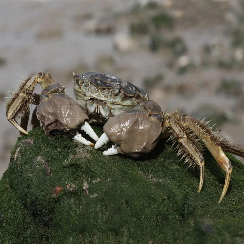 白鹭课文朗诵,白鹭洲