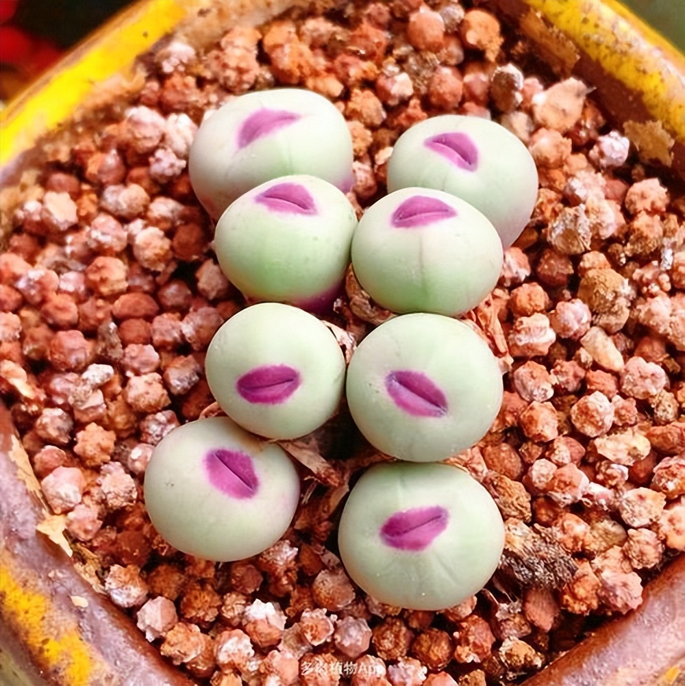 女子8年种多肉成多肉界天花板,100种多肉造型图