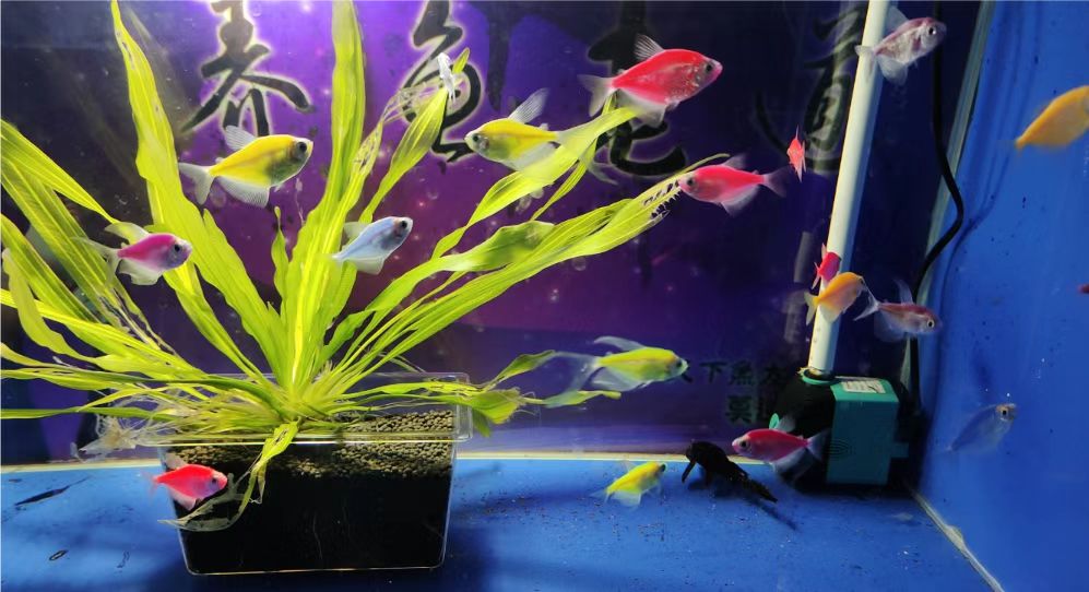 天气热鱼缸容易出问题吗,雨天对观赏鱼有什么影响