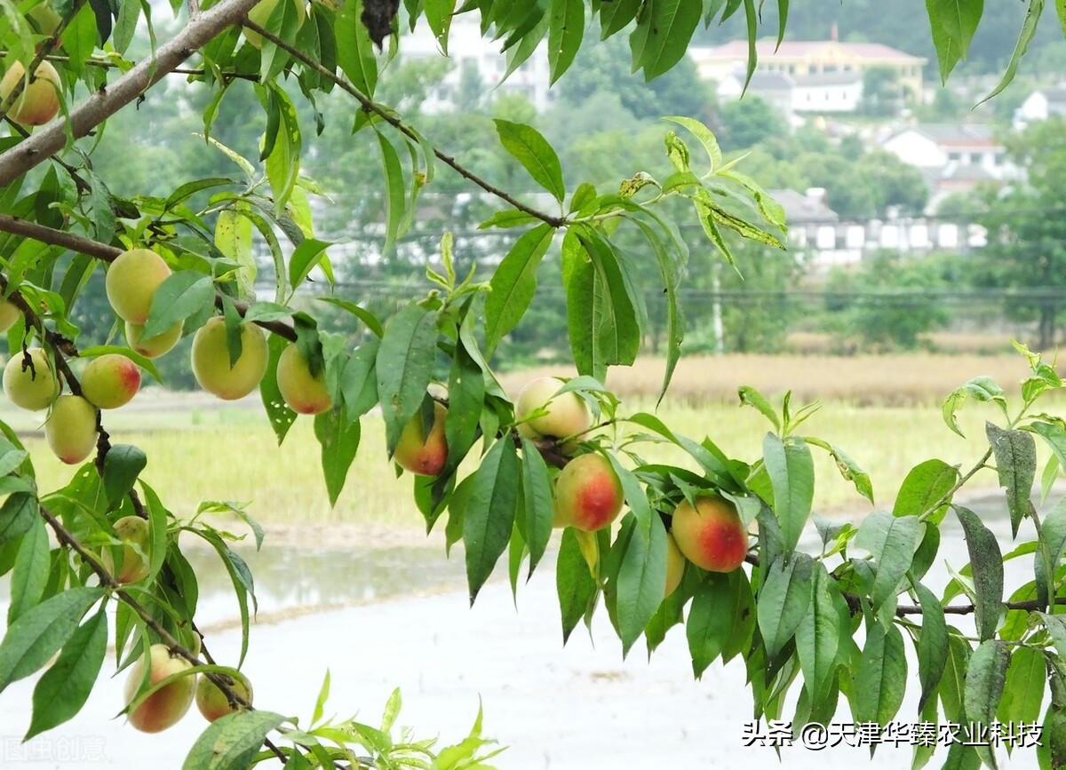 1月份桃园管理技术要点,桃园怎样提高产量