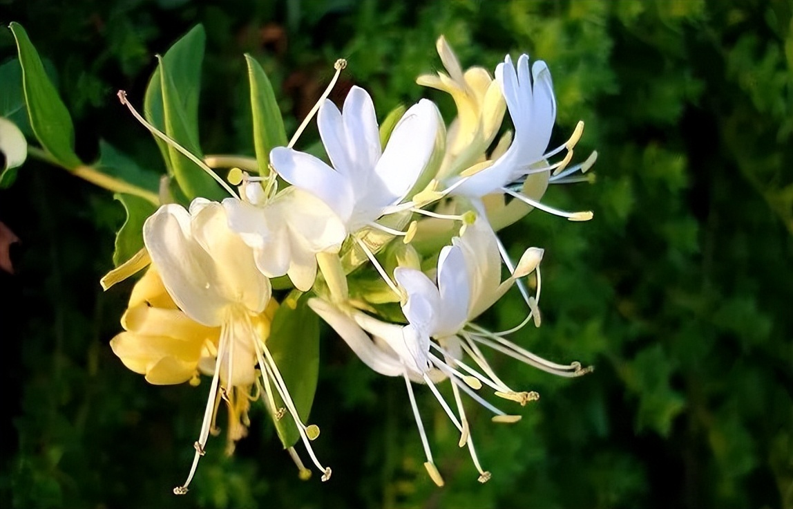 谷雨时节喝好茶莫负人间四月天,谷雨五谷汤