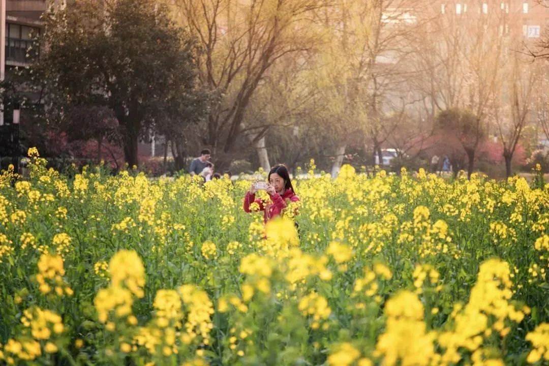 浙江大学中国最美校园,浙江大学玉泉校区校园