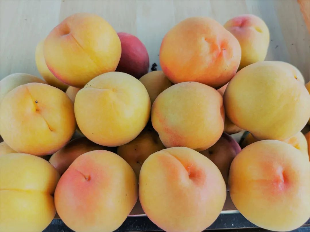 摘蓝莓桃子,摘蓝莓草莓樱桃桃子