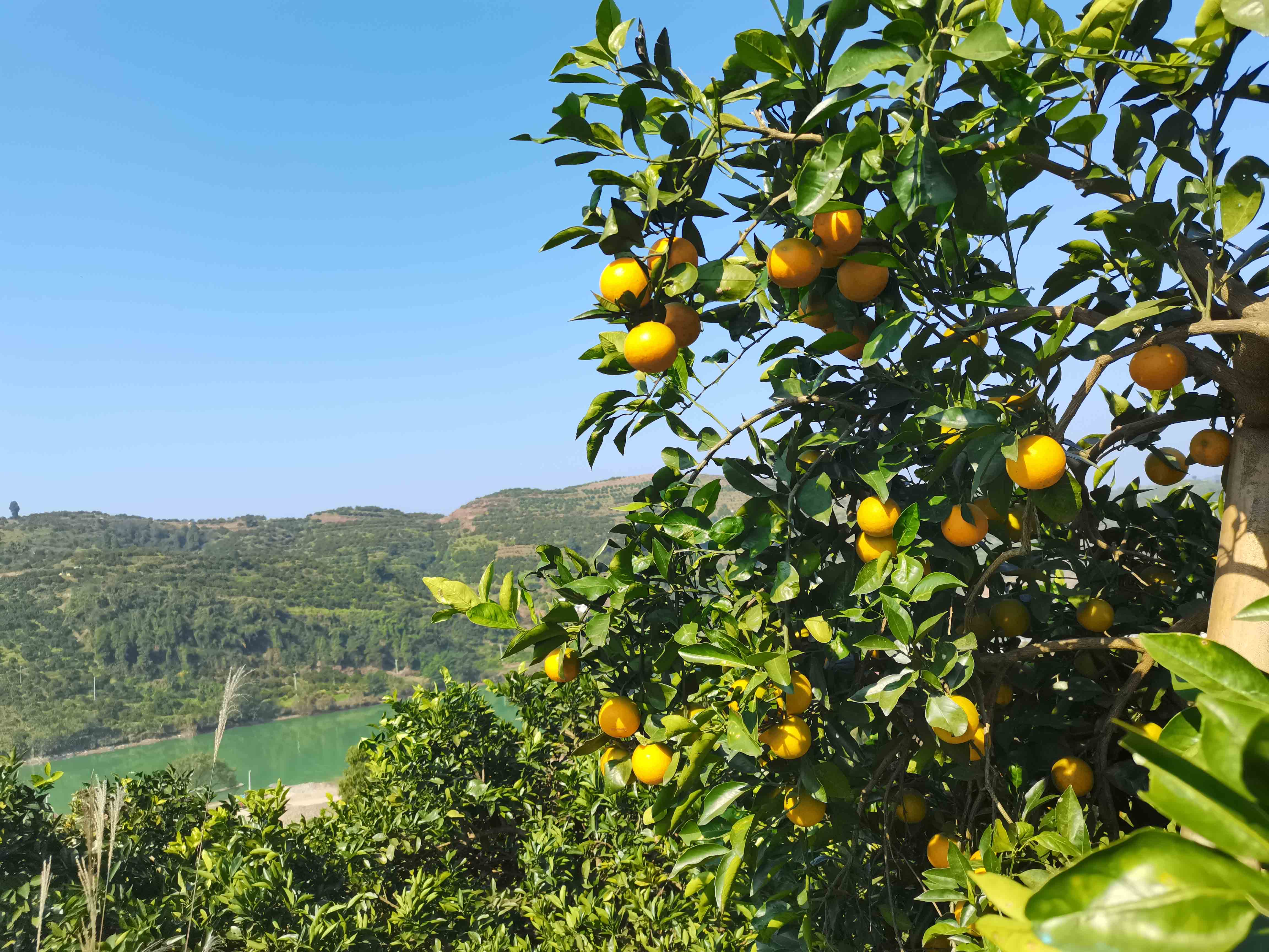 本地人教你怎么挑选麻阳冰糖橙,麻阳冰糖橙个头都很小吗