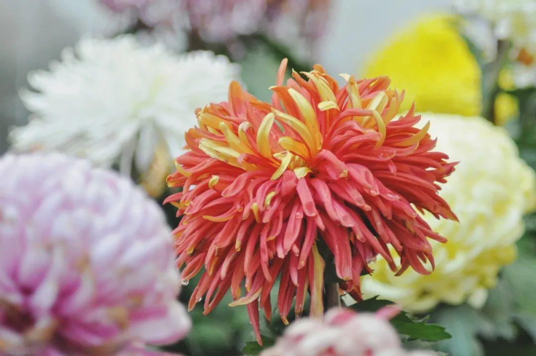 丧葬用的菊花是什么品种,丧葬用的菊花前景如何