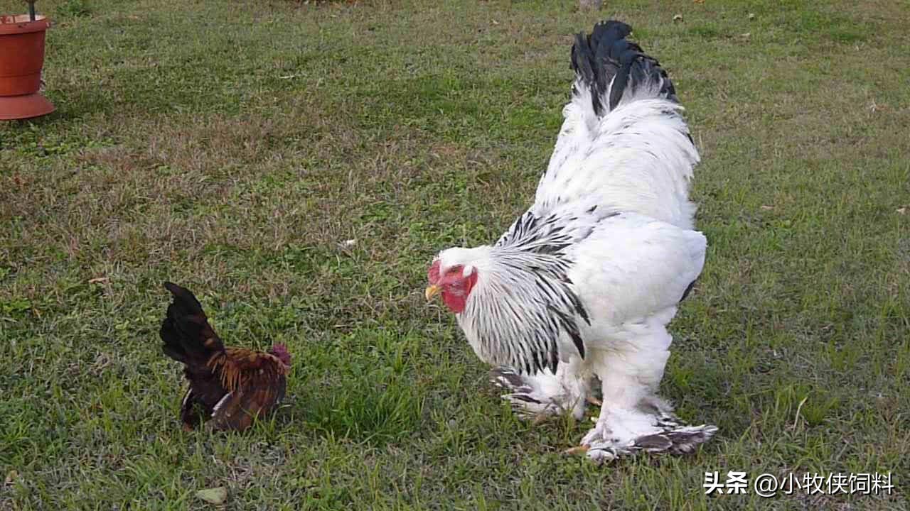 鸡突然就站不起来了是什么原因,鸡喘不过气站不起来是怎么回事