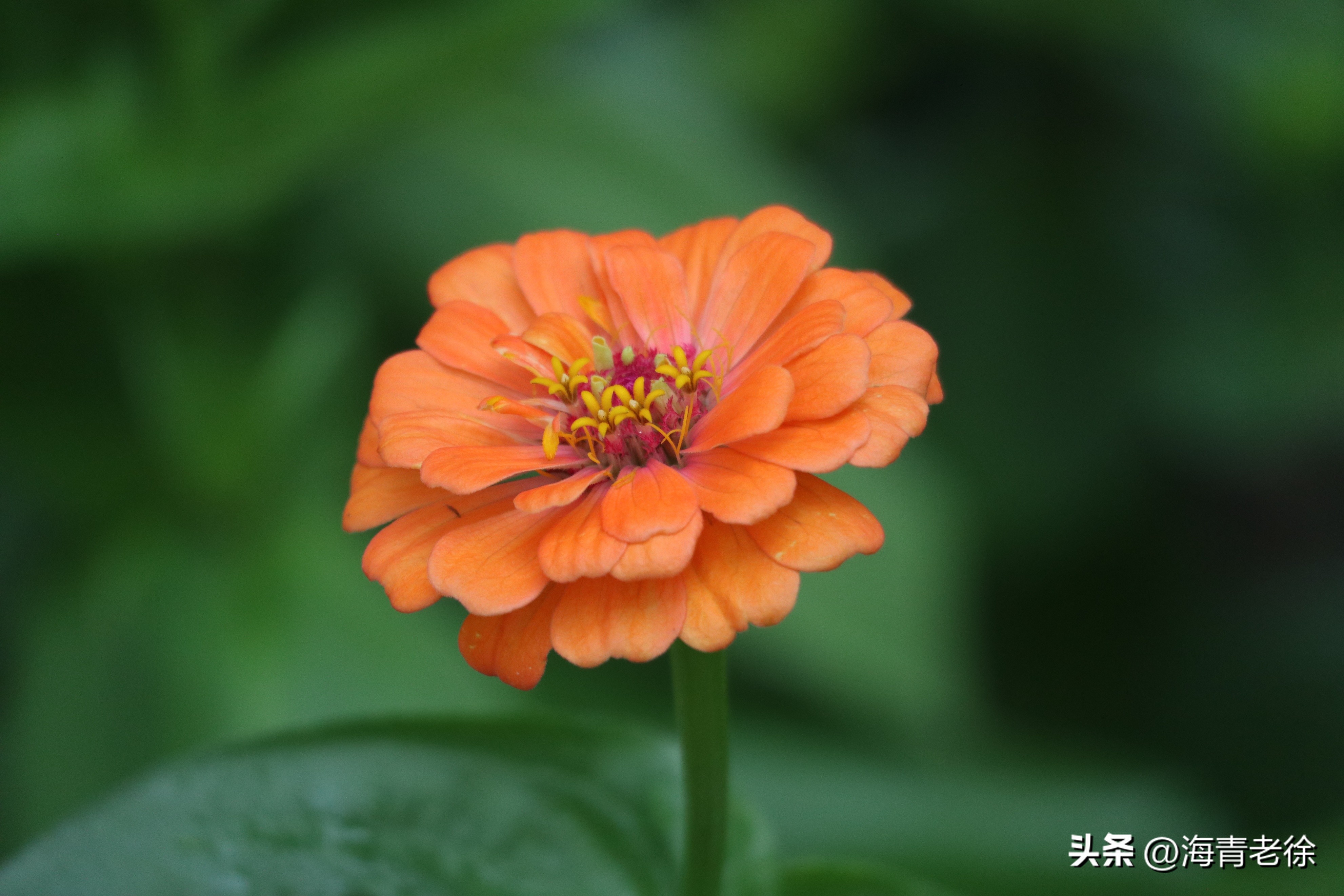 百日菊的花特征,五彩百日菊开花图片