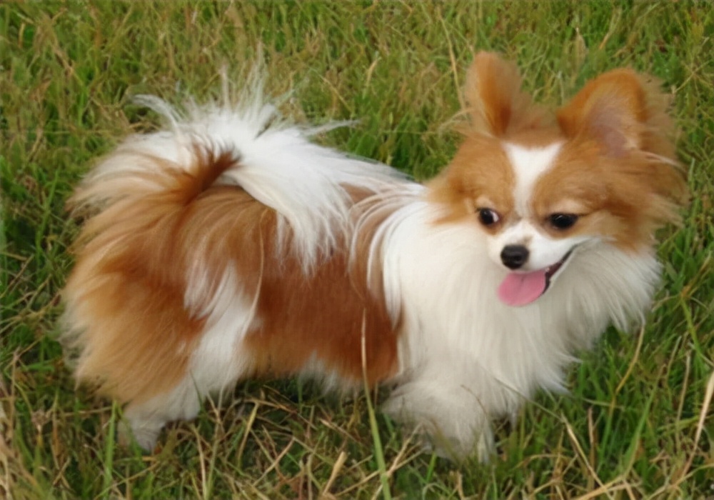 小狗不吃狗粮怎么解决,小狗不吃狗粮怎么办没精神