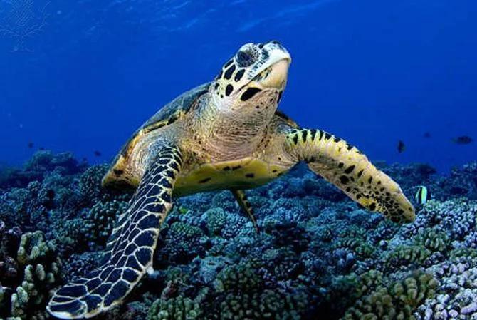 委内瑞拉纸币视频,委内瑞拉纸币简介