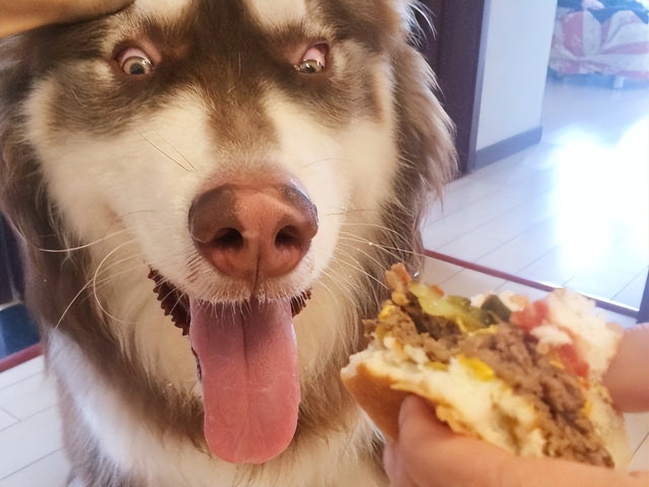 什么狗好养还不拆家还能保护主人,哪种狗不咬人不拆家智商高