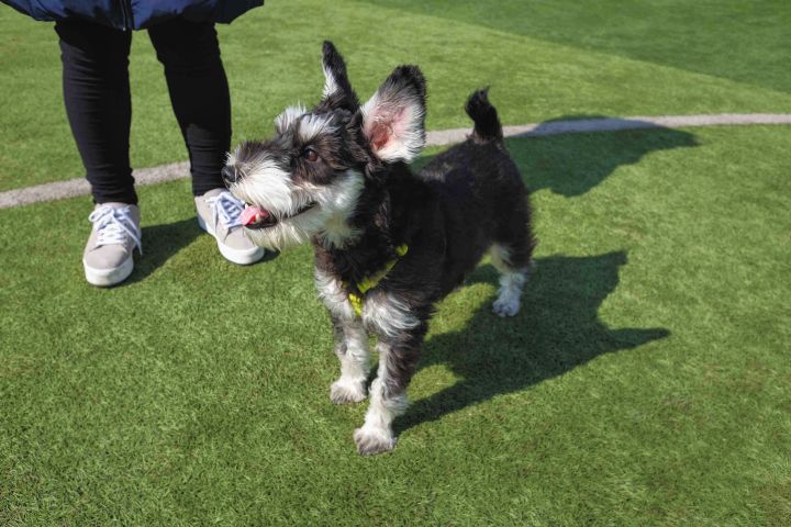雪纳瑞的所有情况,雪纳瑞有黑斑六大特征