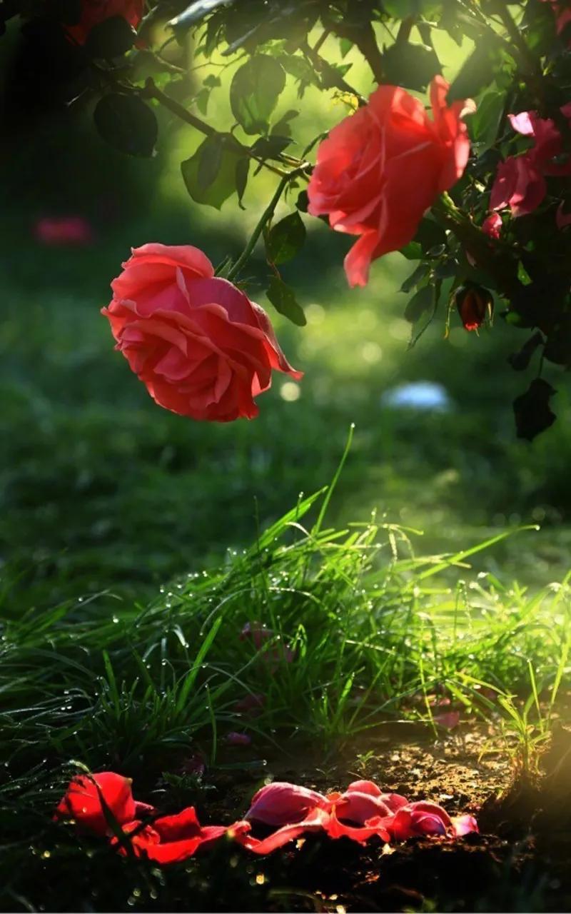 520浪漫玫瑰花壁纸,红玫瑰花壁纸大图