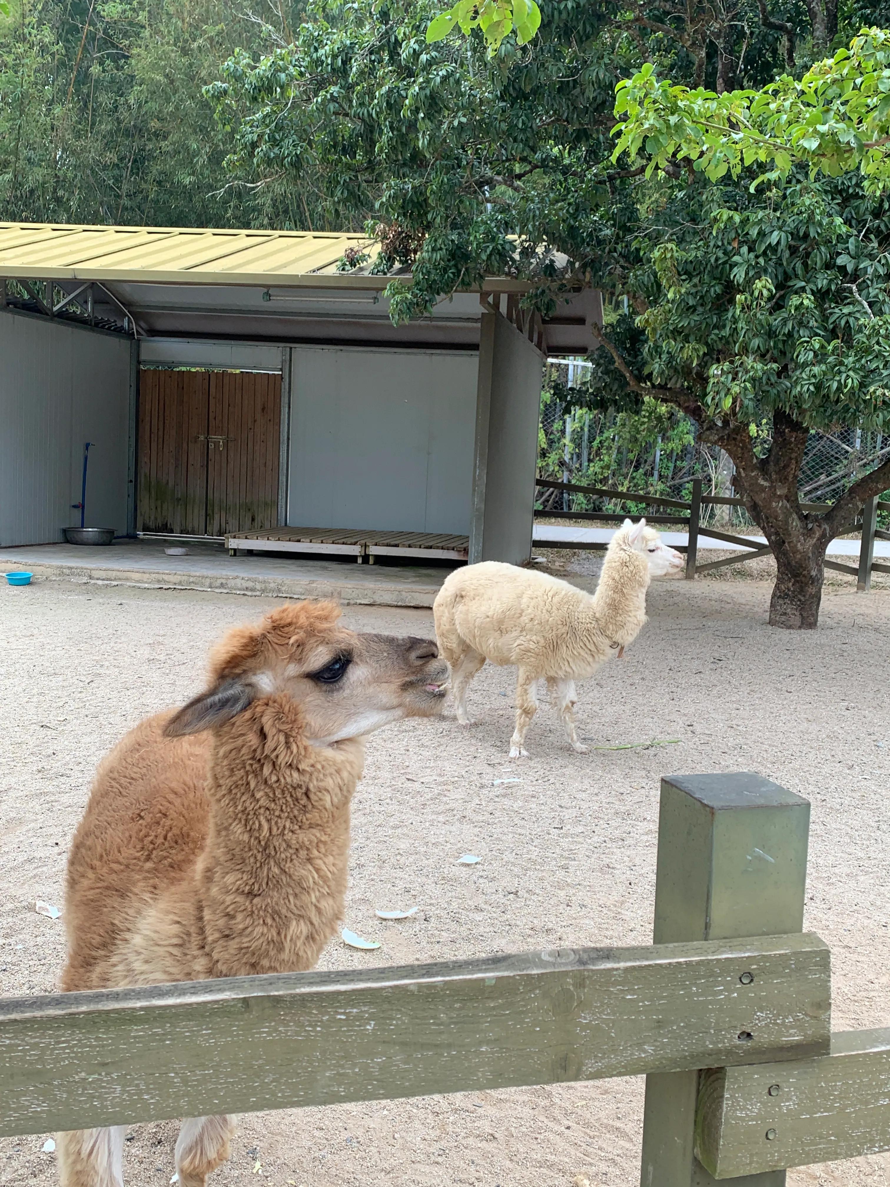 网红羊驼怎么养活的视频,哪个网红养的羊驼