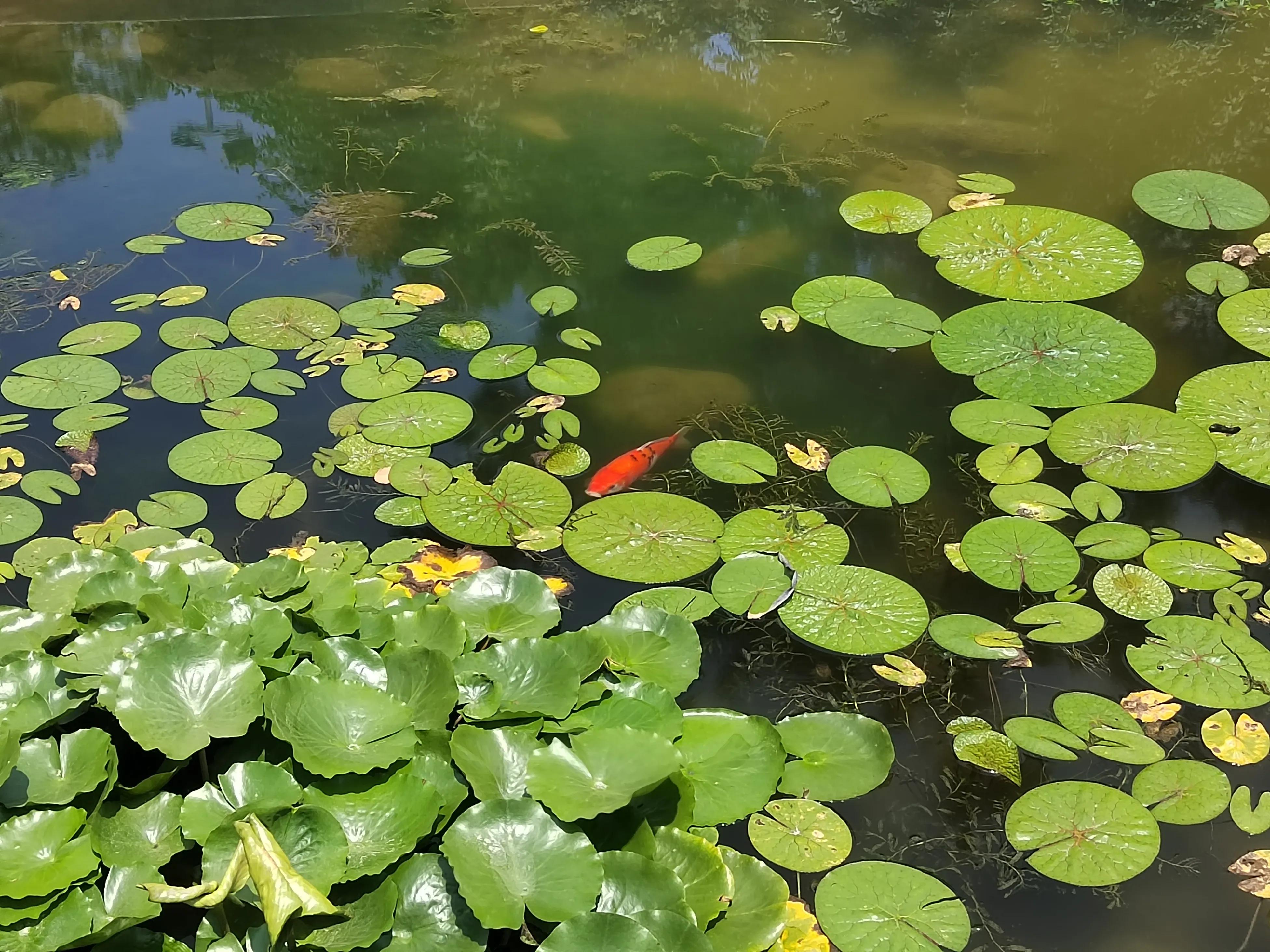 怎么查自己的头条给人的打赏,头条查看打赏的人