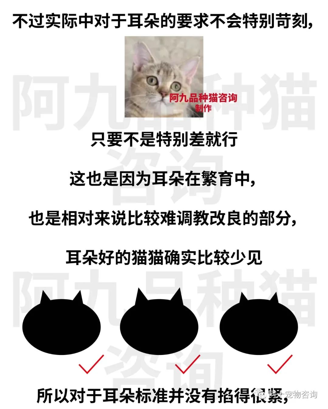 英国短毛猫蓝金渐层特征,英国短毛猫金渐层十一色