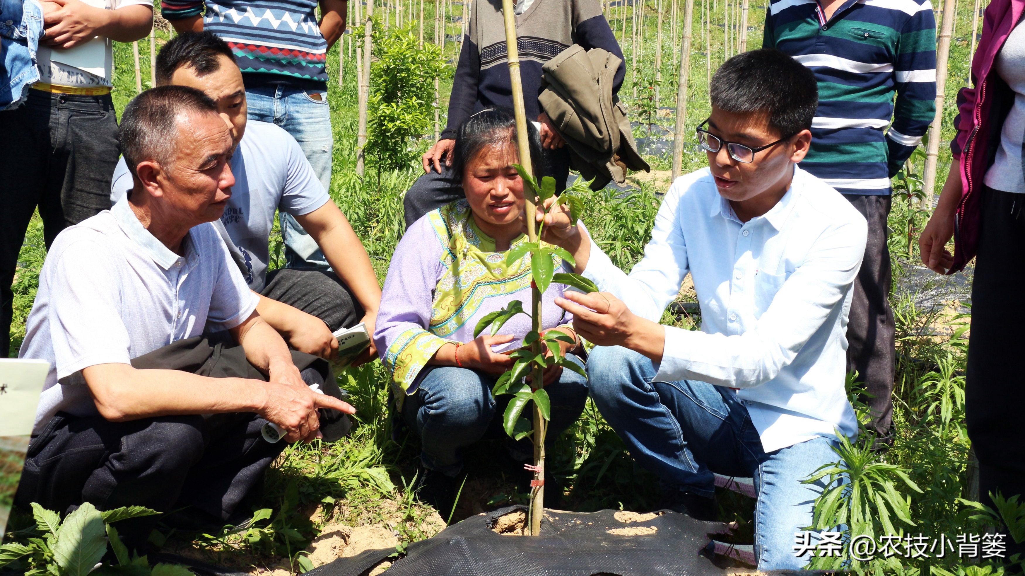 一招教你辨别真菌性病害,作物细菌真菌病毒轻松辨别