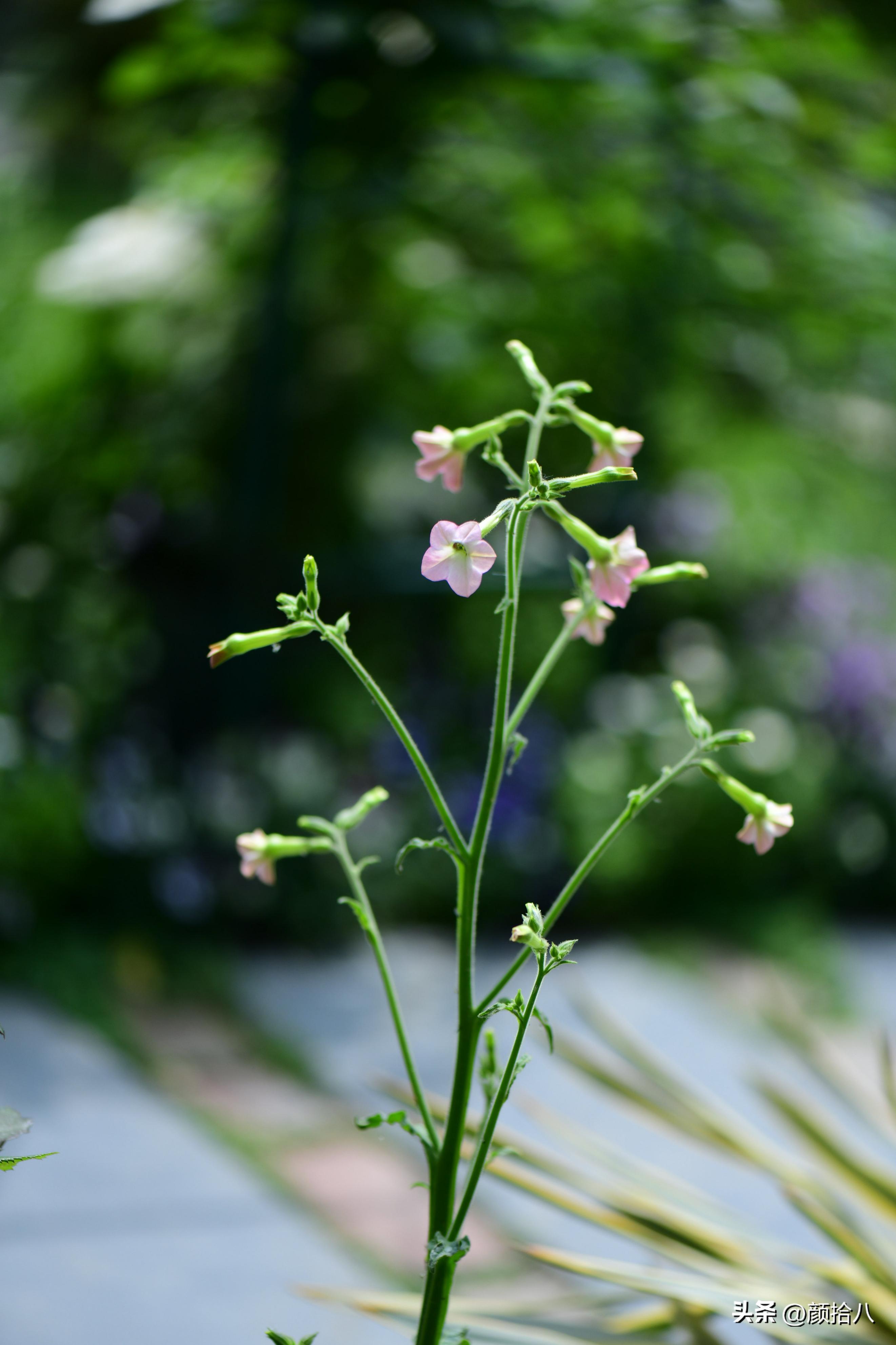冬天开花的室外花卉盆栽,温室盆栽观花花卉植物