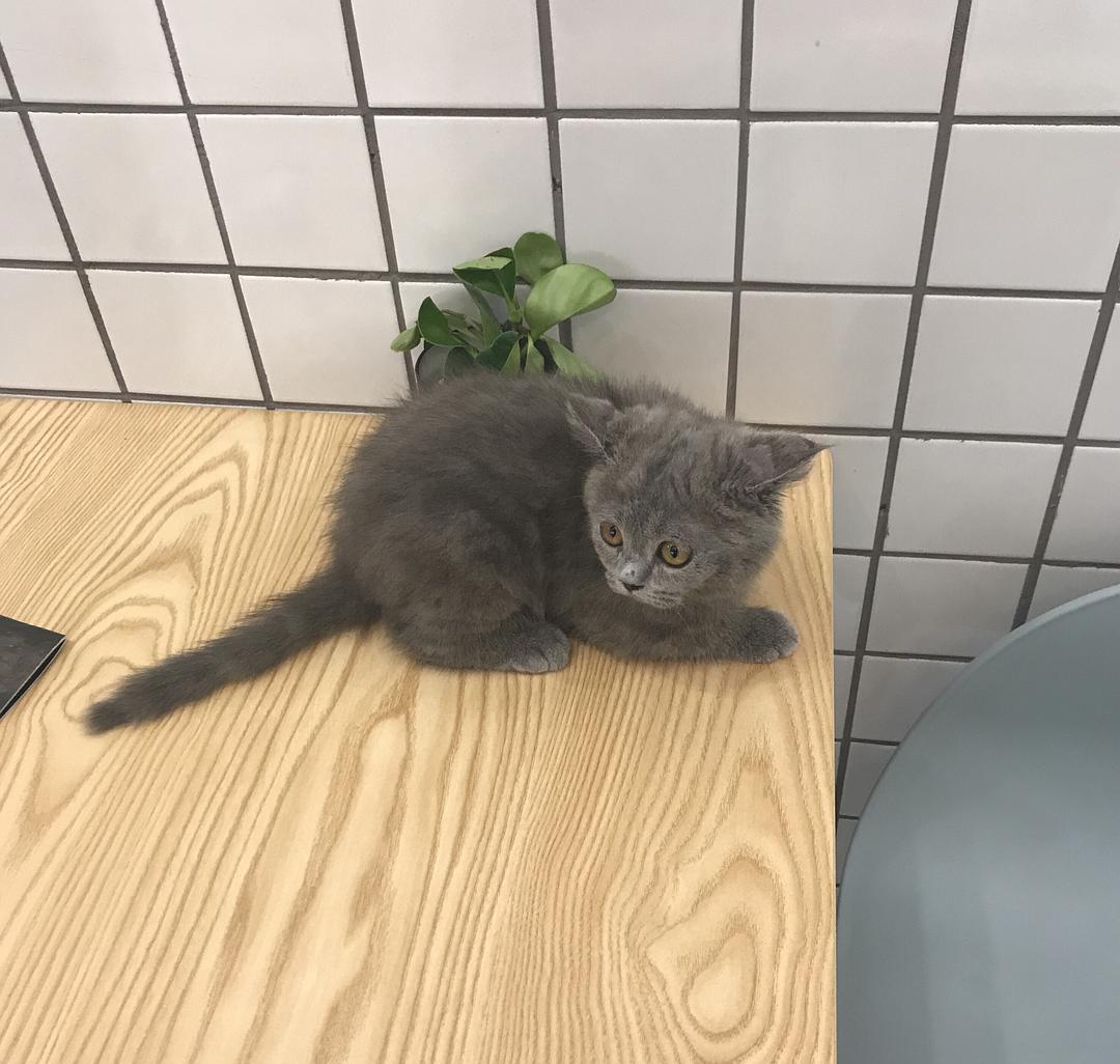 猫舍里卖不出去的猫下场是怎样的,猫舍买的猫过几天就会死