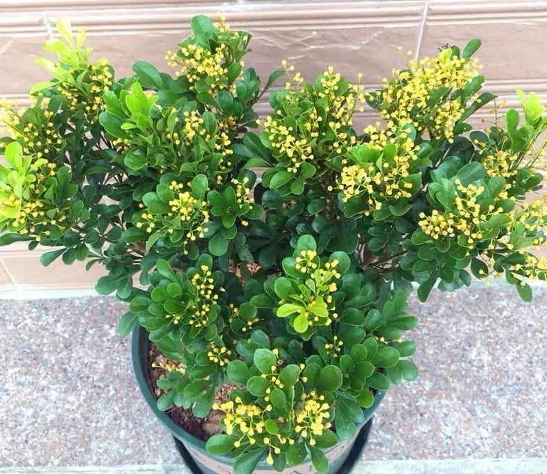 米兰花期是什么时候,米兰花期是什么时候开始的