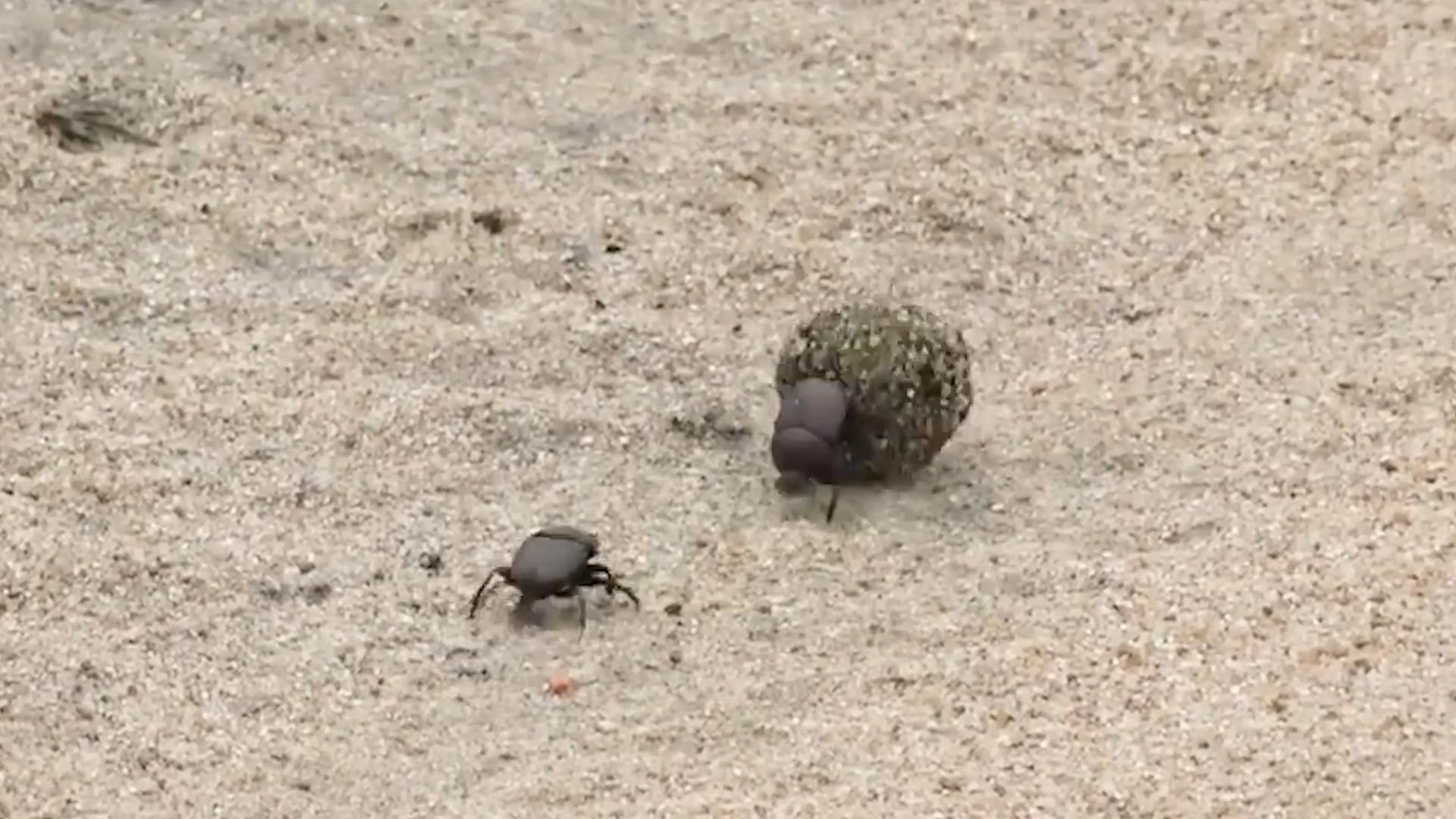 中国屎壳郎为什么备受澳洲欢迎,收购野生屎壳郎违法吗