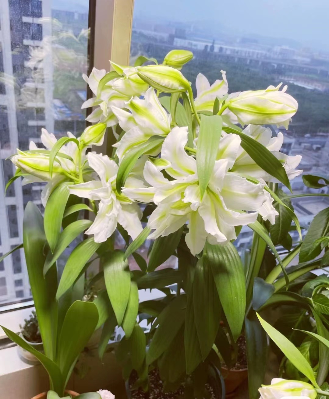 爱莎百合花有香味吗,艾莎百合花高清竖屏视频