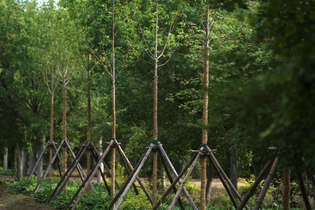 小玉兰是不是也分白玉兰和紫玉兰,白玉兰和黄玉兰的香味一样吗