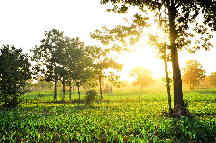 每天吃一个鸡蛋对胆固醇有好处吗,每天吃一个鸡蛋能影响胆固醇高吗