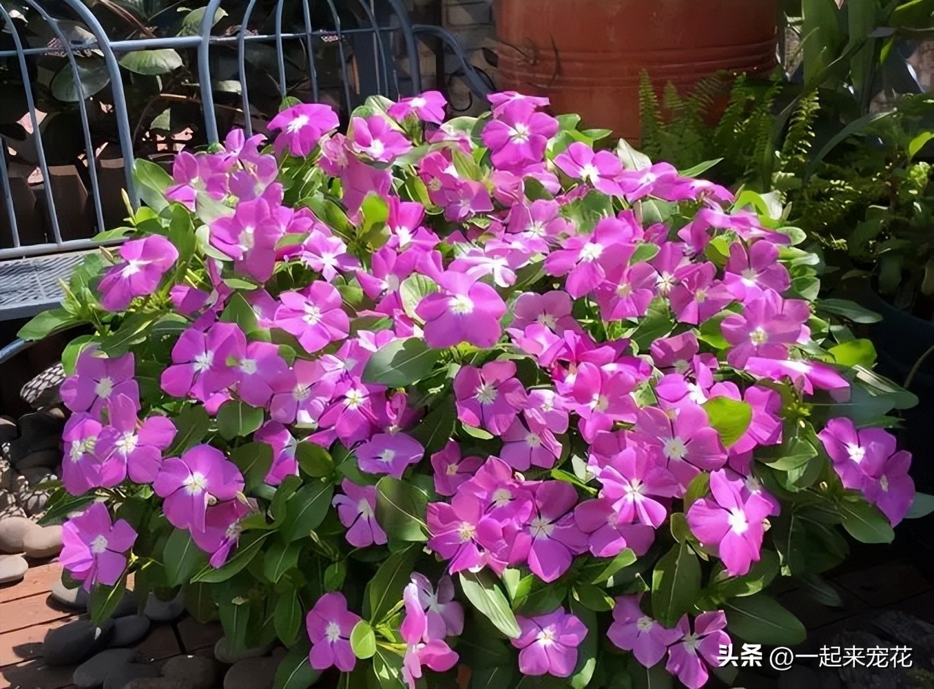 分享6种爱开花的“开花机器”，皮实好养适合新手，轻松开成花园