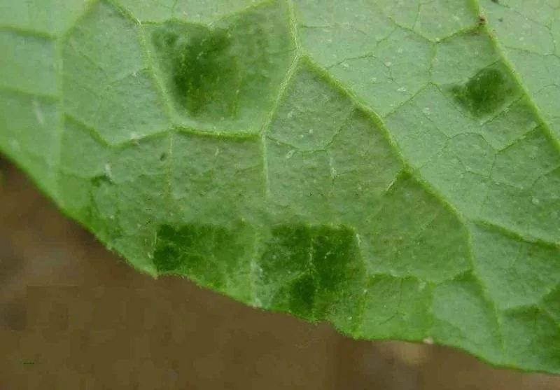 快速检测真菌感染,快速识别作物病害