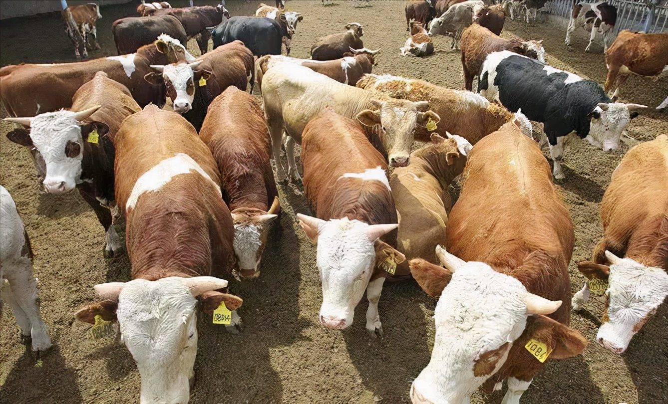 古代吃牛肉犯法是真的吗,古代吃牛肉有什么后果