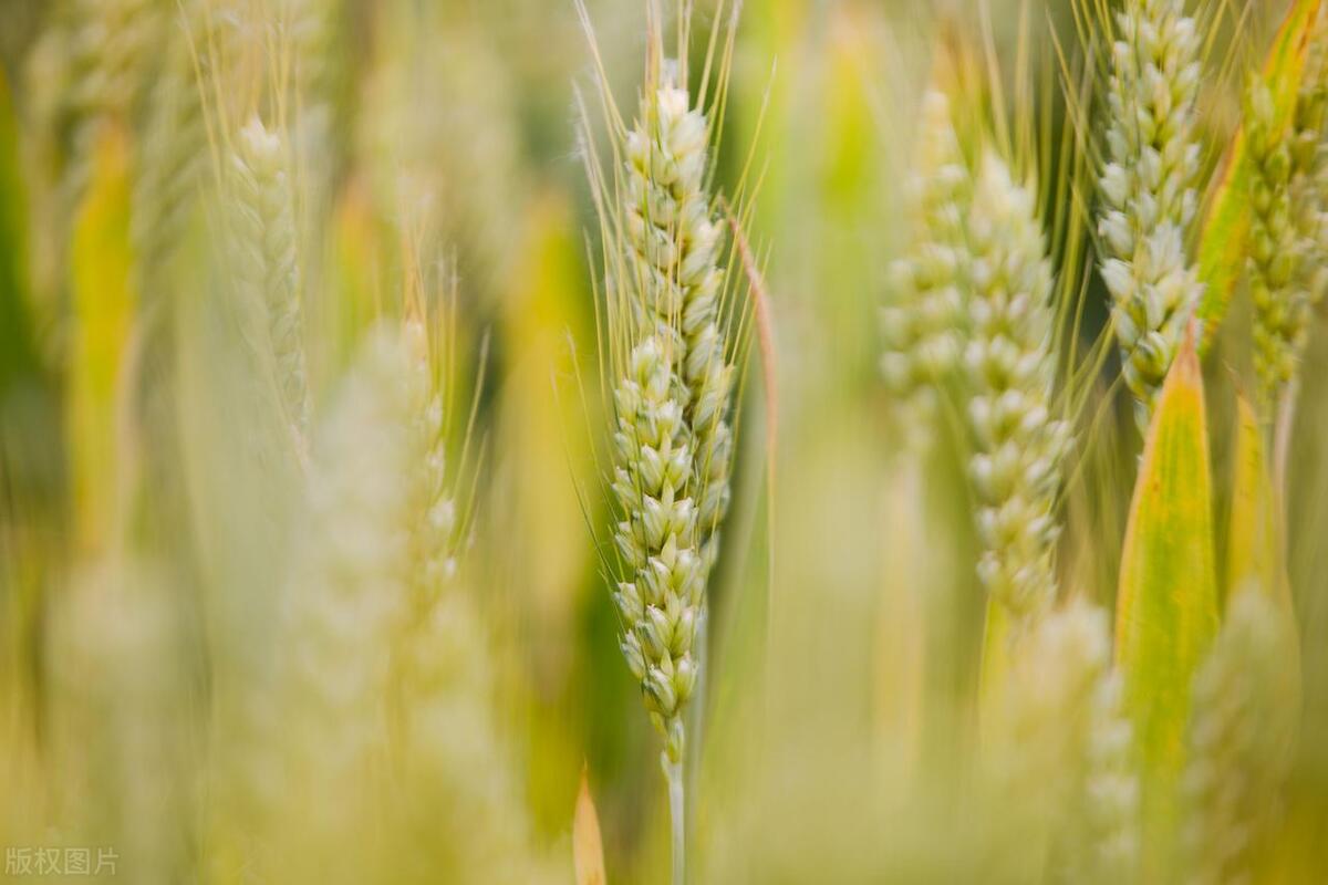 2024年旱涝有什么预兆,一年旱涝看小满