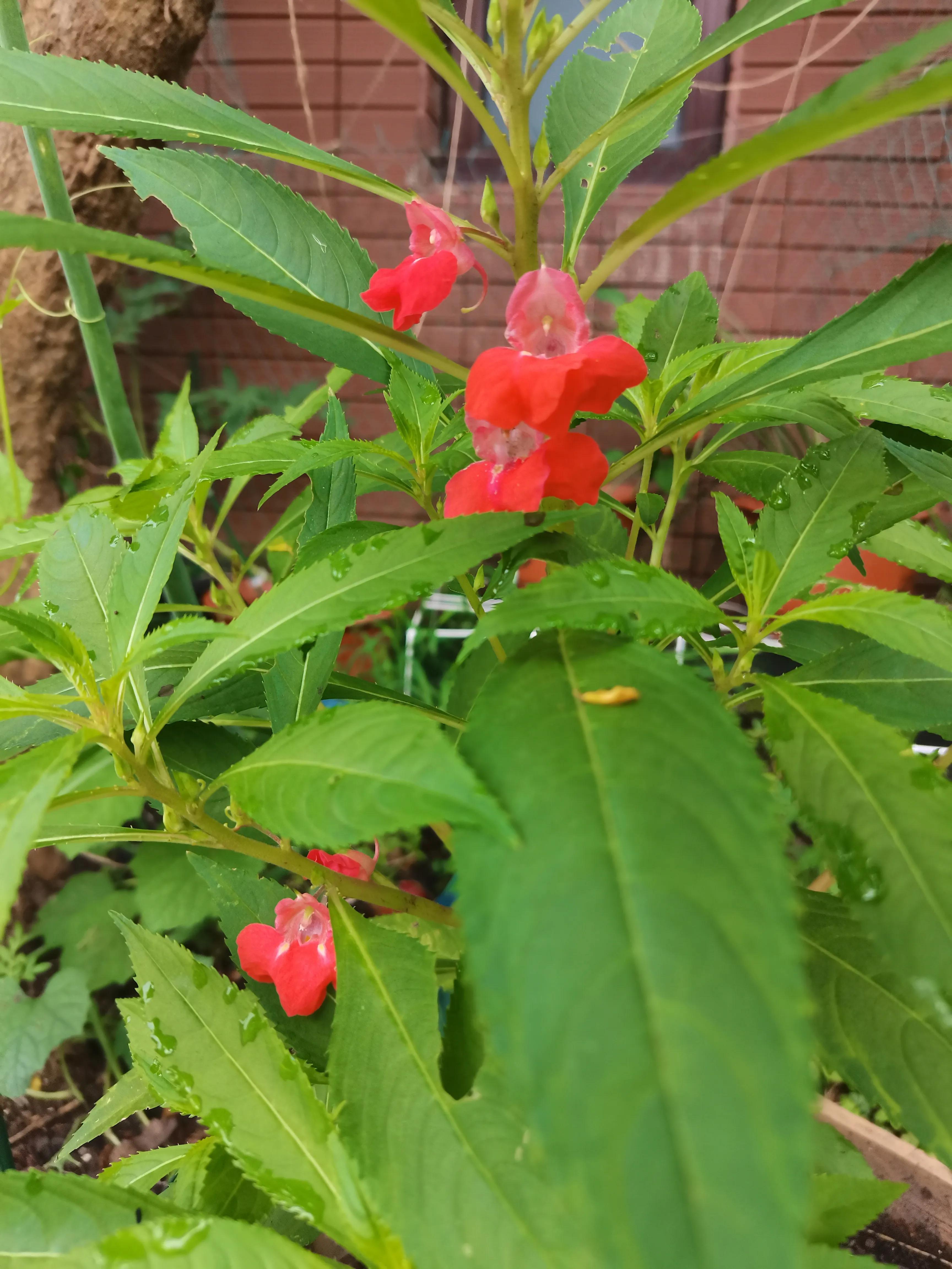 花园里的一年四季,春天花园里美丽景色
