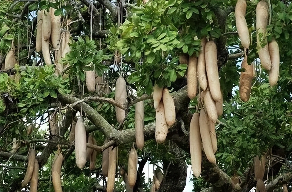 非洲本土植物与水果的独特性