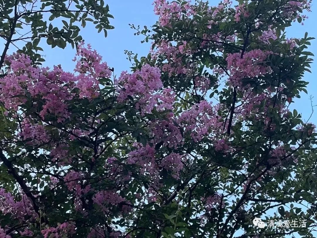 耐高温耐寒的一年四季开花的花卉,耐高温开花多的花卉