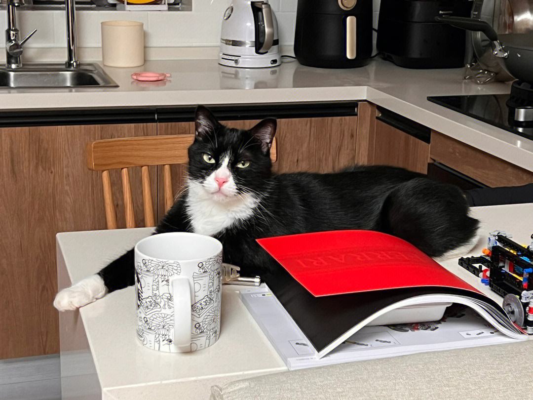 猫界中最通人性的几种猫你养了吗,这几种猫堪称猫界怂猫