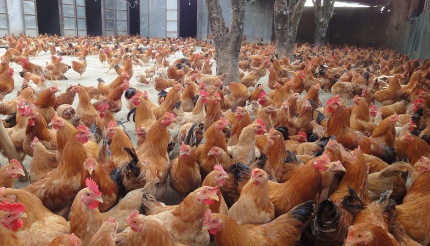 治鸡怪叫的特效药,养鸡感冒秘方大全