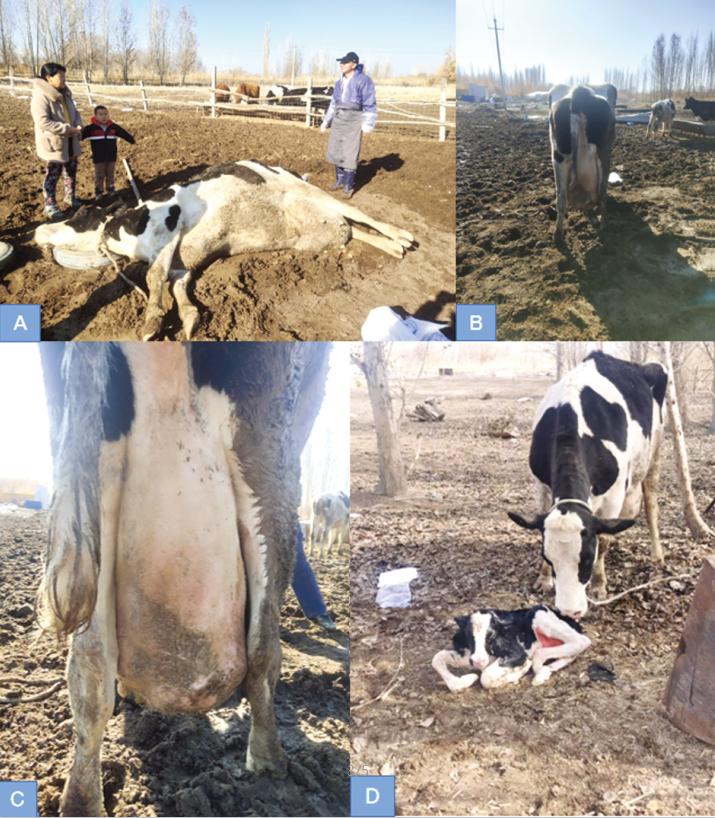 9例牛的引产的技术分享