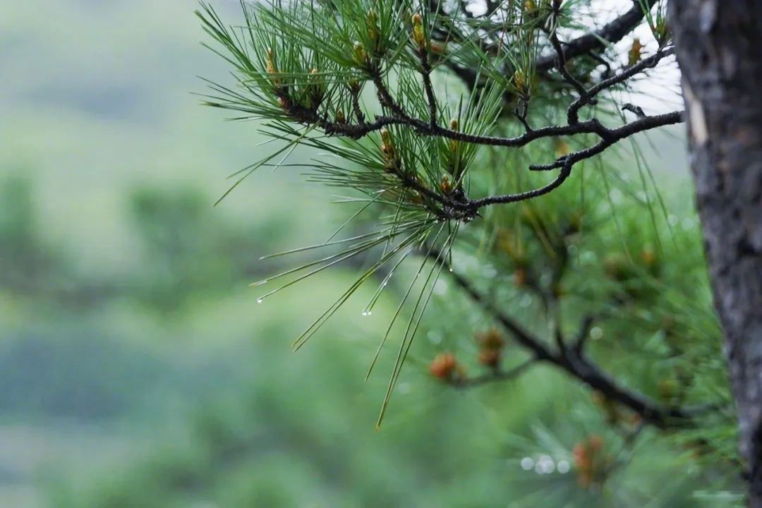 杭州夫妻花百亿做城堡,杭州夫妻自建庭院