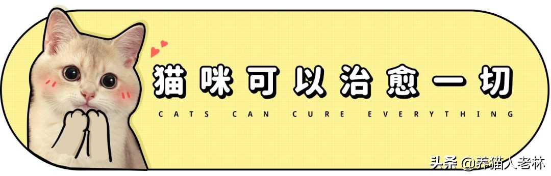 猫咪一直叫个不停怎么回事,猫咪哼哼唧唧是怎么回事