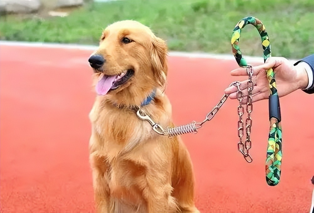 致市民朋友的一封信,致广大居民文明养犬的一封信