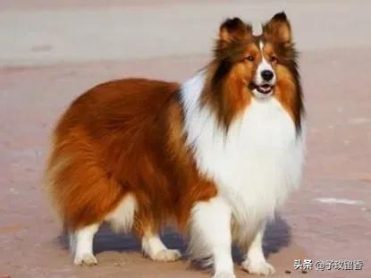 狗的种类常见宠物狗的品种及特点,宠物狗种类及特点