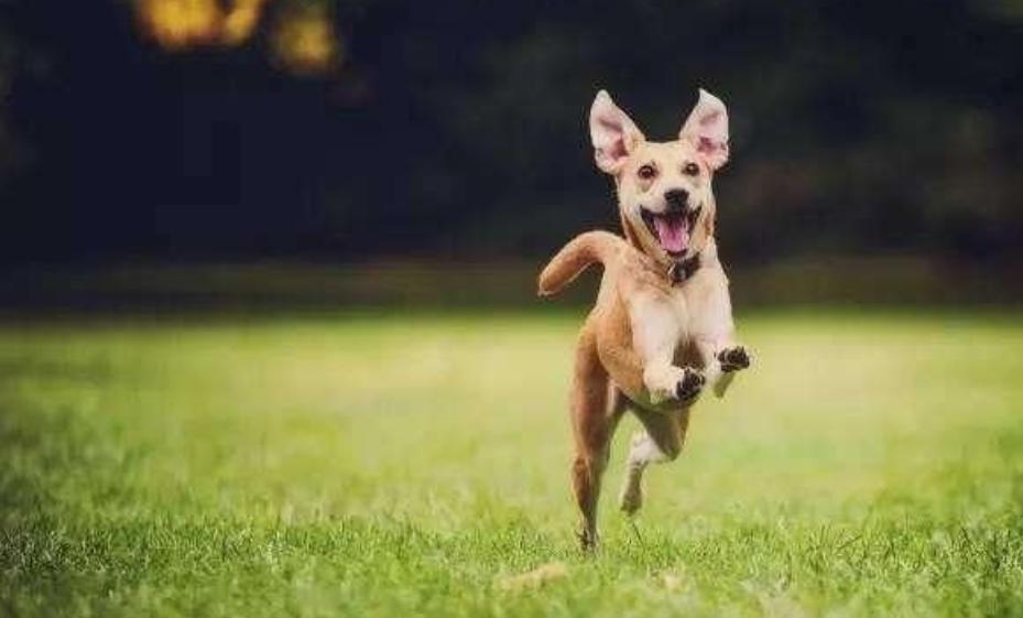 狗狗受伤用什么消炎药,狗狗受伤了用什么消炎药