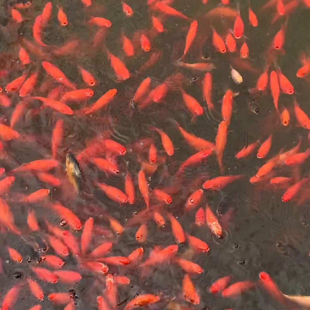 重返杨林，谨以此视频纪念我的三年青春！#回忆