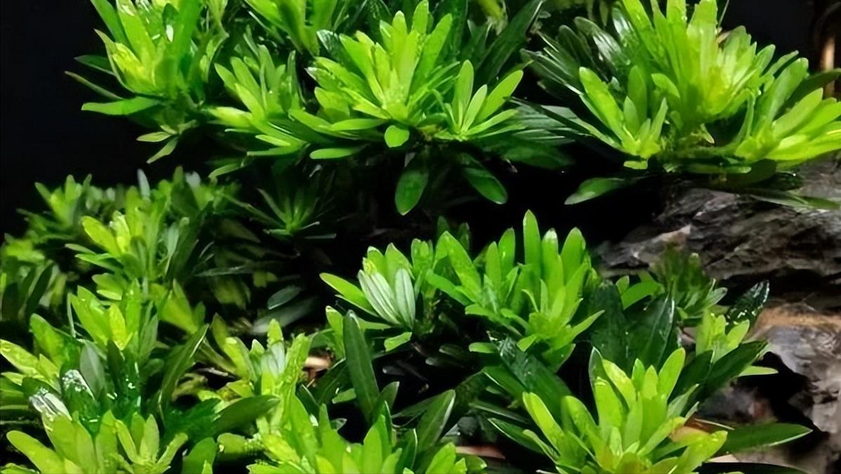 十八罗汉稀有价值,寿命最长的罗汉鱼