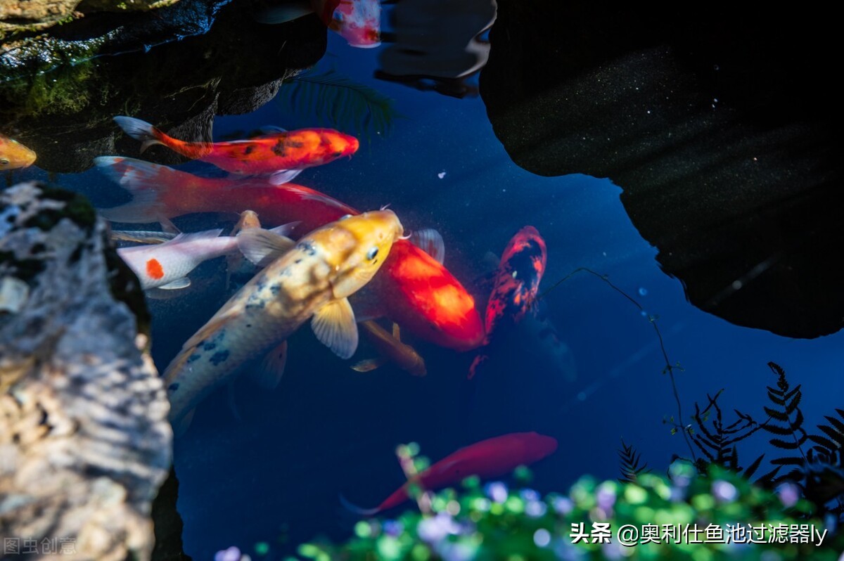 室内锦鲤小鱼池需要杀菌还是换水,锦鲤鱼缸换水后需要用二氧化氯吗