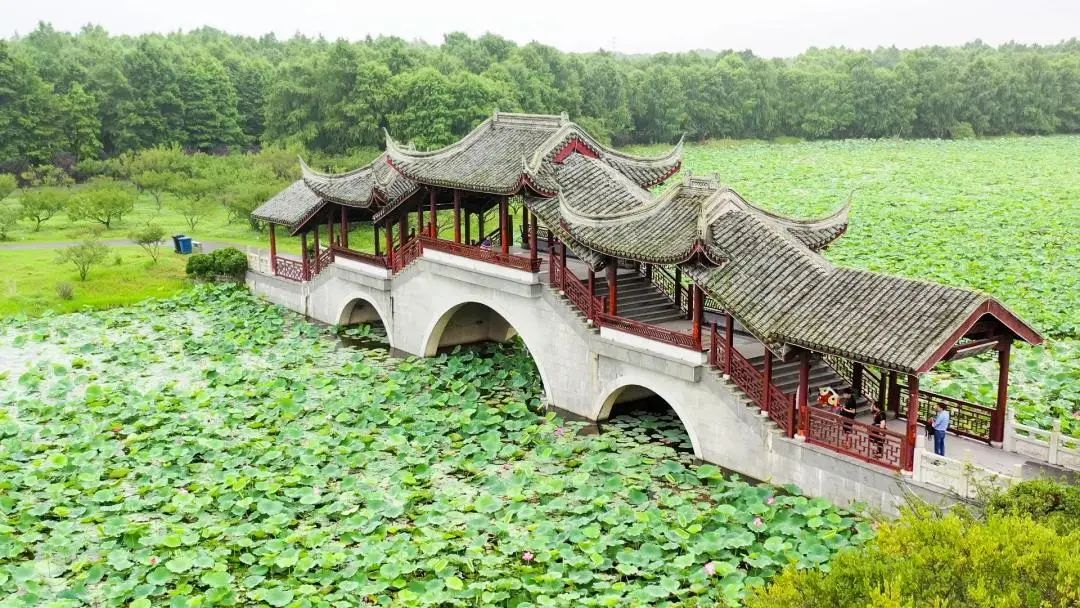 上海附近的森林秘境,上海惊现的森林秘境