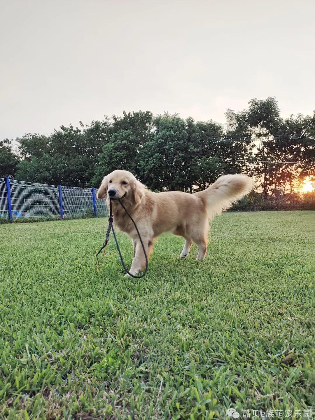 你踩过坑吗测试,你踩坑了吗金标贝壳头真假对比